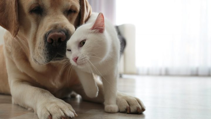 Famille recomposée : comment assurer une bonne cohabitation de vos animaux de compagnie ?