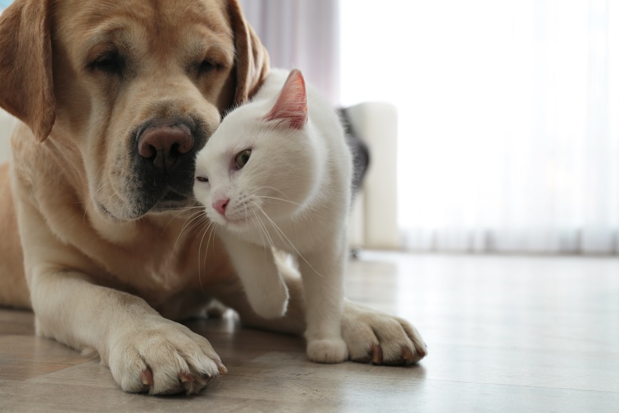 Famille recomposée : comment assurer une bonne cohabitation de vos animaux de compagnie ?